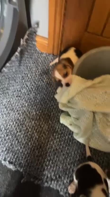 Beagle dogs for sale: Beagle puppies  - Video 3