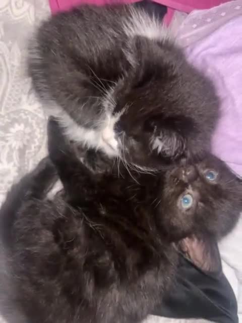 Mixed Breed cats for sale: Adorable kittens looking for loving forever homes - Video 1