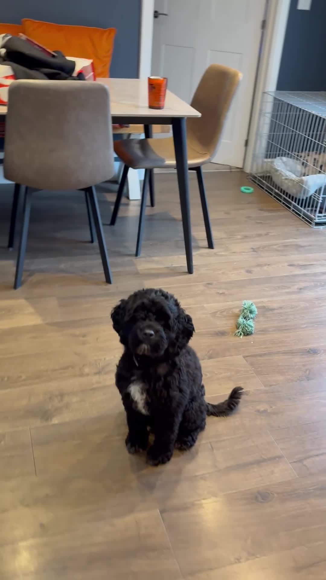 Cockapoo dogs for sale: Lovely black male cockapoo 18 months old - Video 1