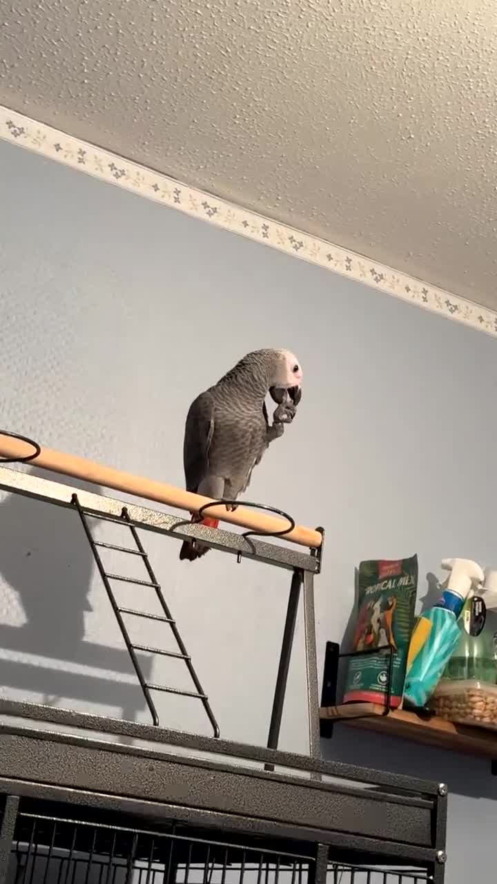 Parrots birds for sale: 6 month old African grey parrot  - Video 3