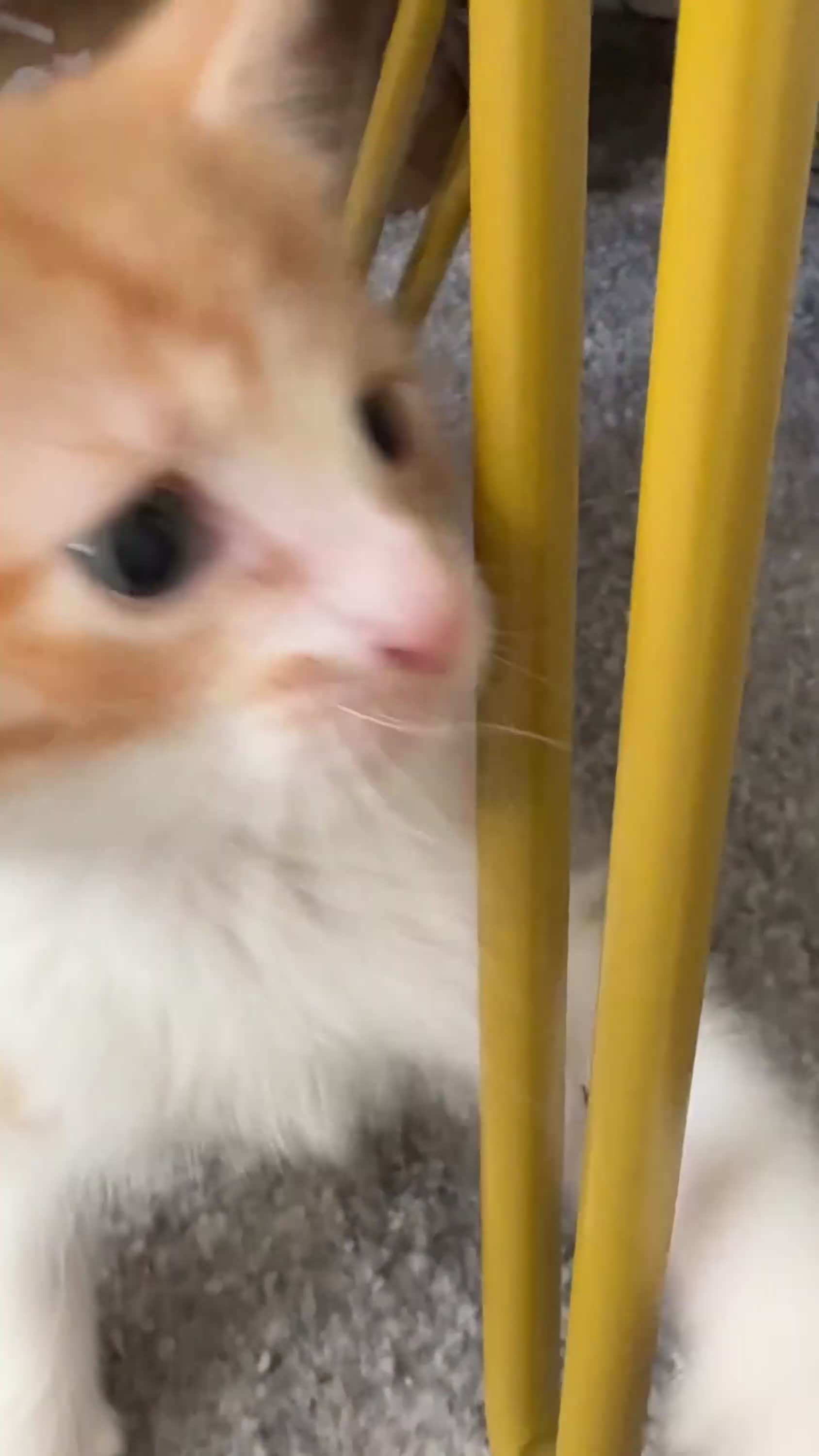 Domestic Shorthair cats for sale: 🐾 Two Little Beauties - Video 1