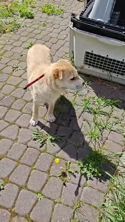 Mixed Breed dogs for adoption: ❤️🐶 BUL’KA – THE HAPPIEST LITTLE SOUL in Burton-on-Trent - Video 2