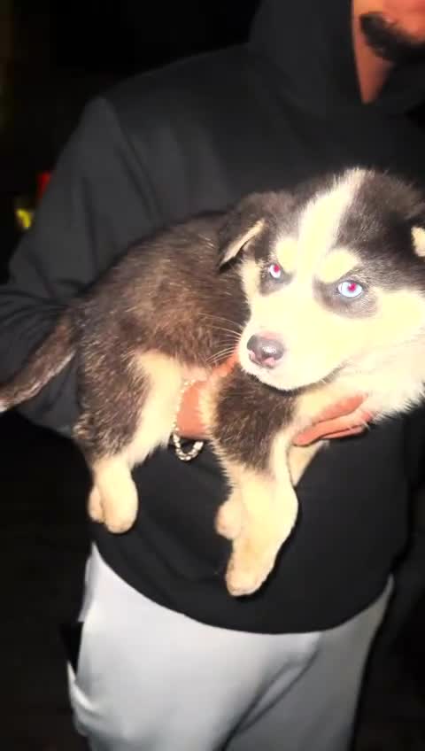 Siberian Husky dogs for sale: Adorable Black & Brown Husky Puppies –Great Price! - Video 2