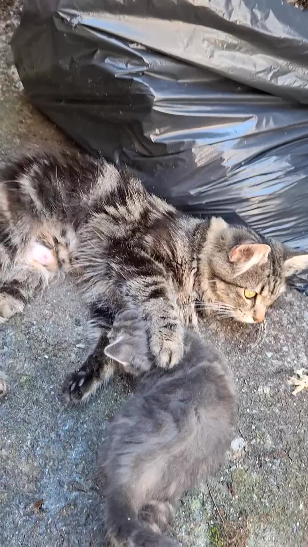 Mixed Breed cats for sale: Fluffy kittens  - Video 2