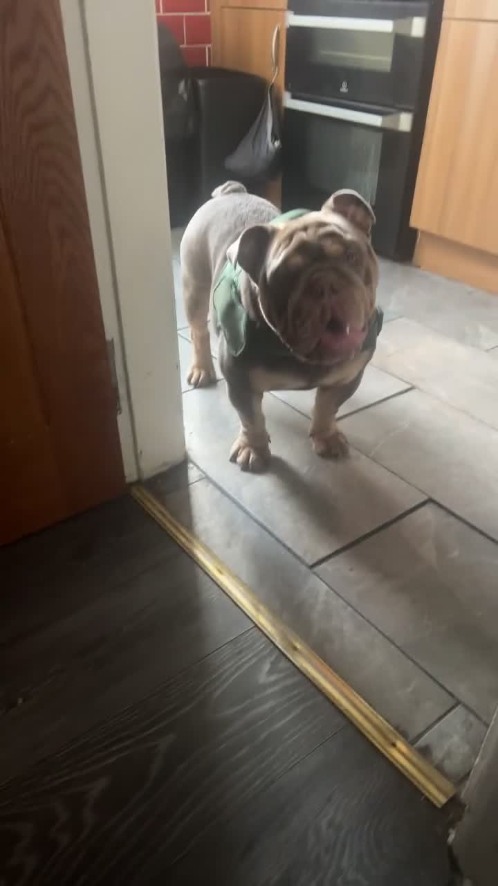 English Bulldog dogs for sale: English bulldog - Video 1