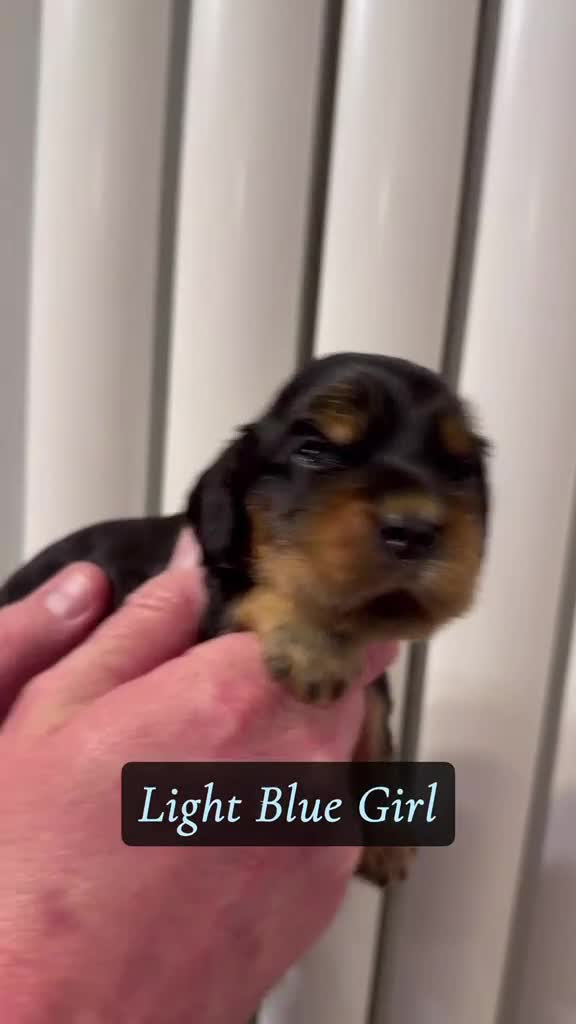 Cocker Spaniel dogs for sale: Show Cocker Spaniel - Top Quality - Video 2