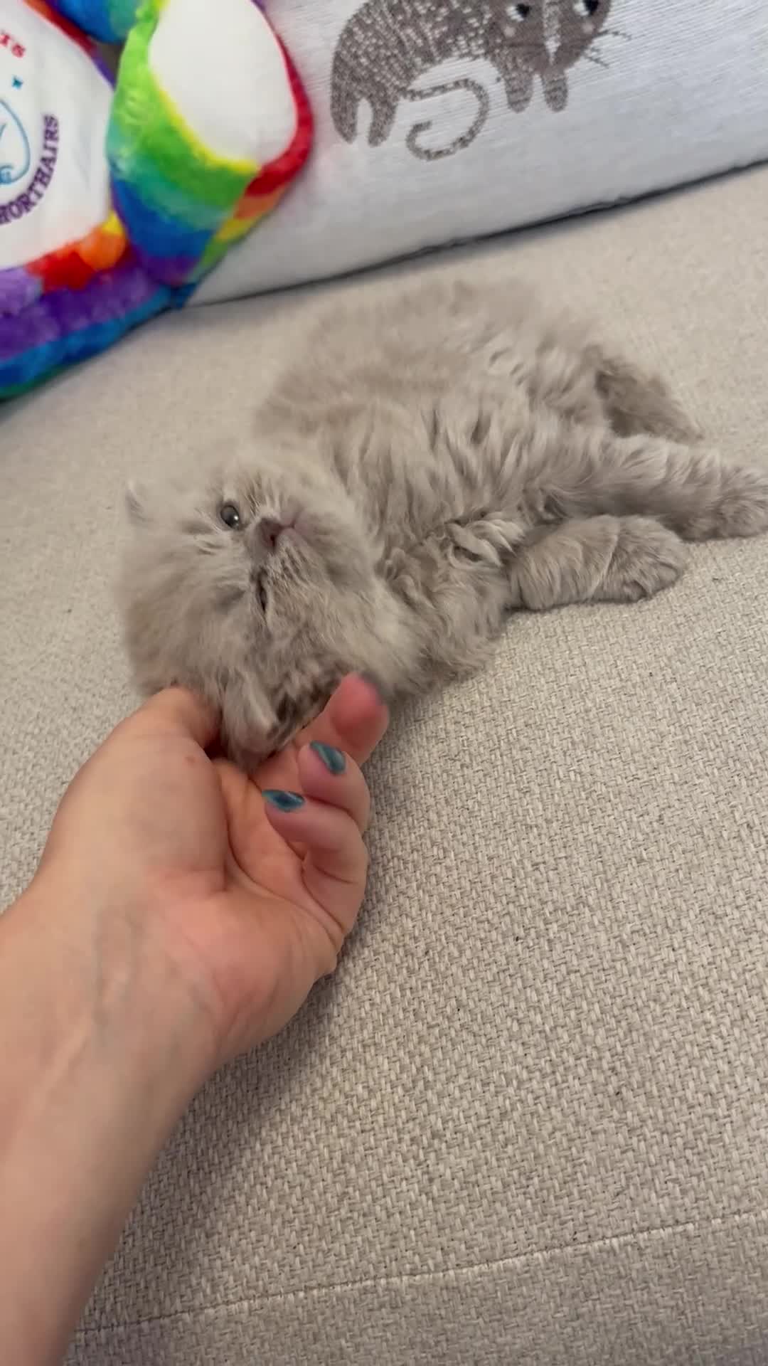 British Longhair cats for sale: Champ mum and dad. British longhairs - Video 2