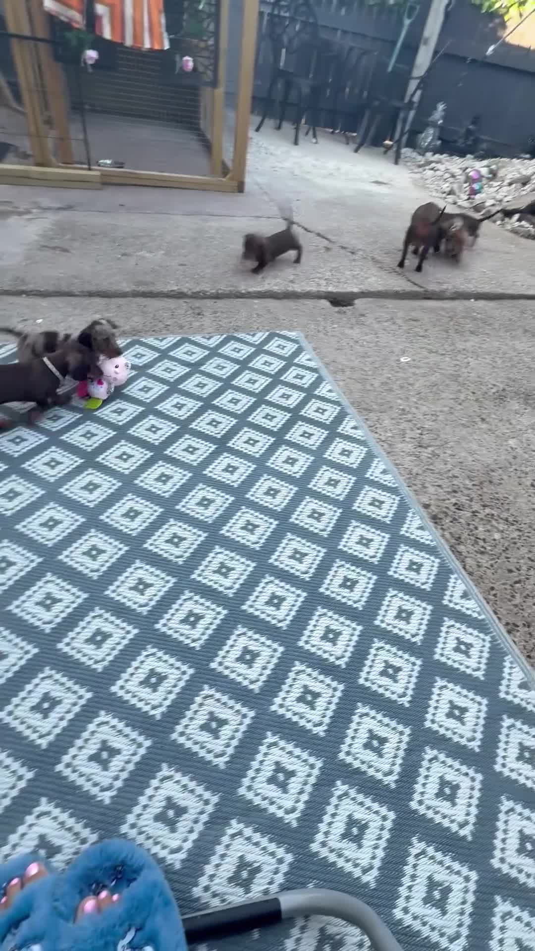 Miniature Dachshund dogs for sale: Miniature KC  dachshund puppies - Video 1
