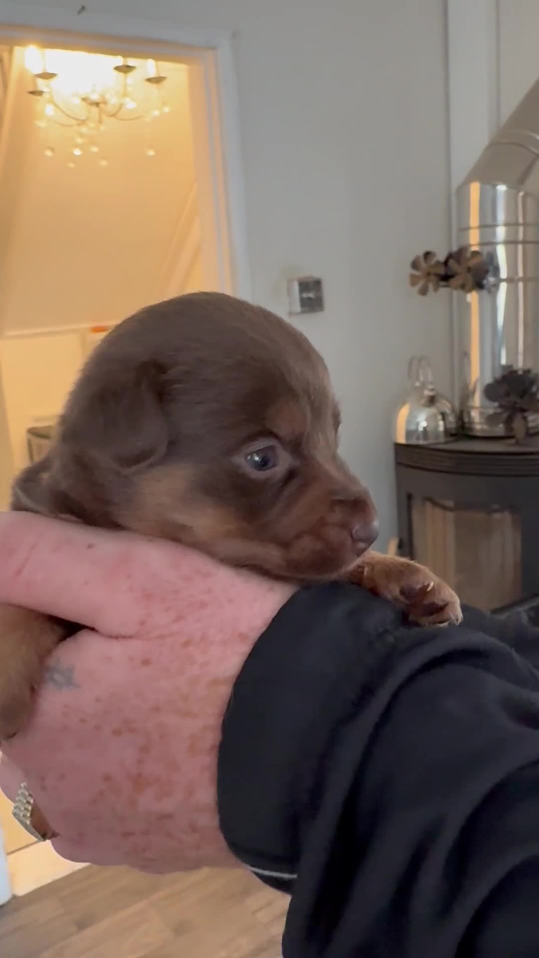 Jack Russell dogs for sale: Miniature Jack Russell puppies Ready to leave in Gillingham - Video 2