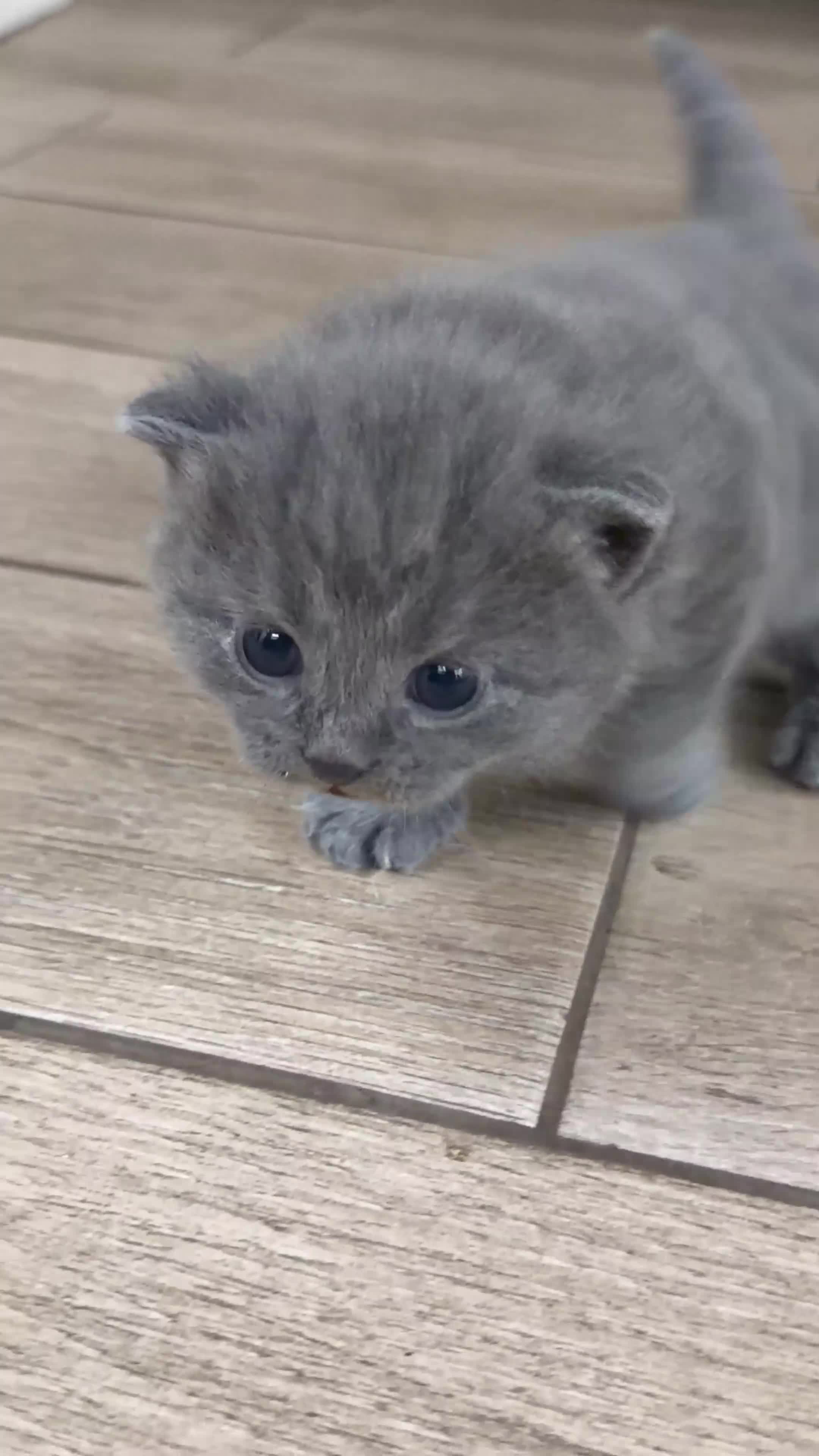 British Shorthair cats for sale: Beautiful BSH x tabby Kittens 🐾 - Video 2