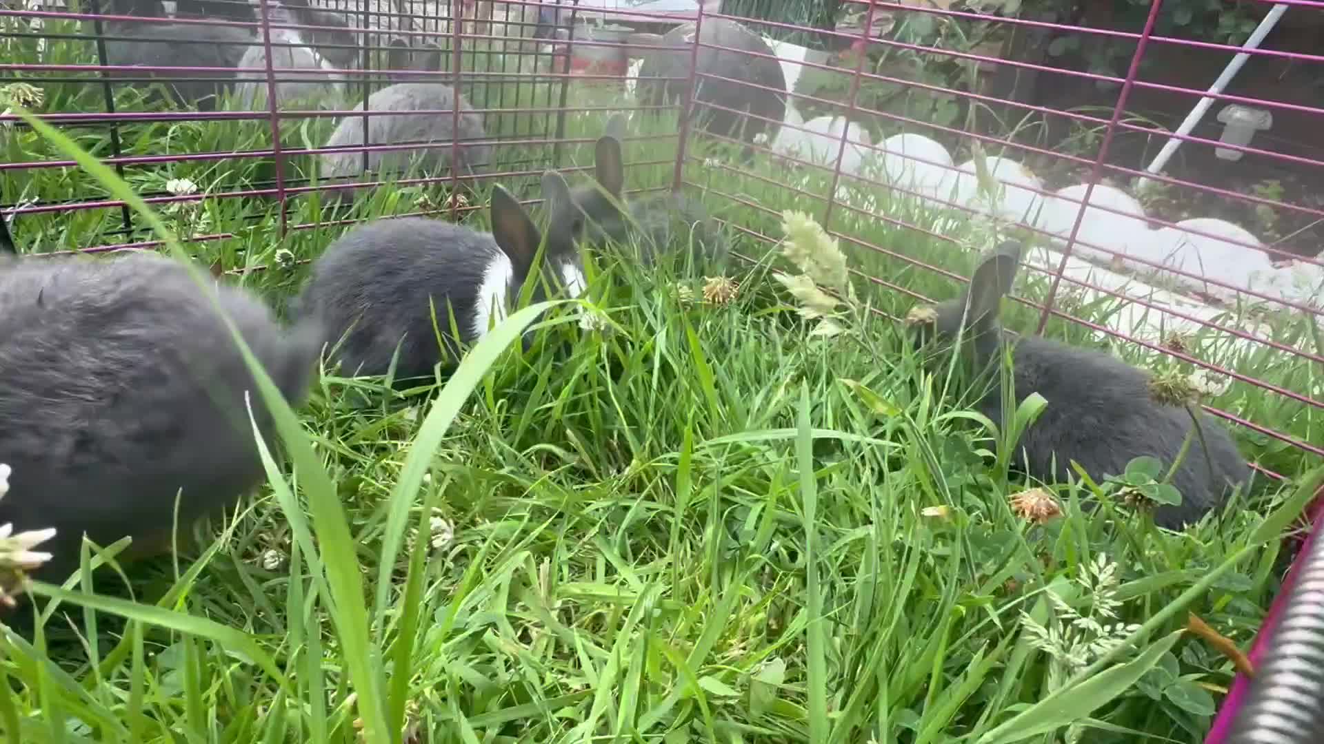 Netherland Dwarf rabbits for sale: Adorable Baby Netherland Dwarf Rabbits - Video 2