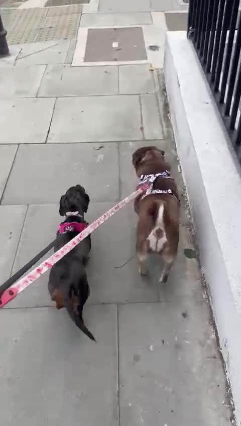 Miniature Dachshund dogs for sale: Loving Foster Home Wanted for My Loving Dachshund - Video 1