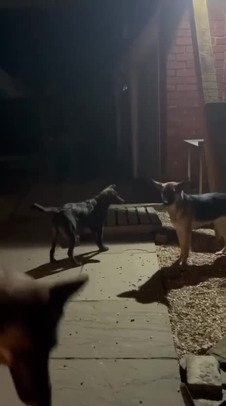 Mixed Breed dogs for adoption: Sikah is looking for her forever home  - Video 2