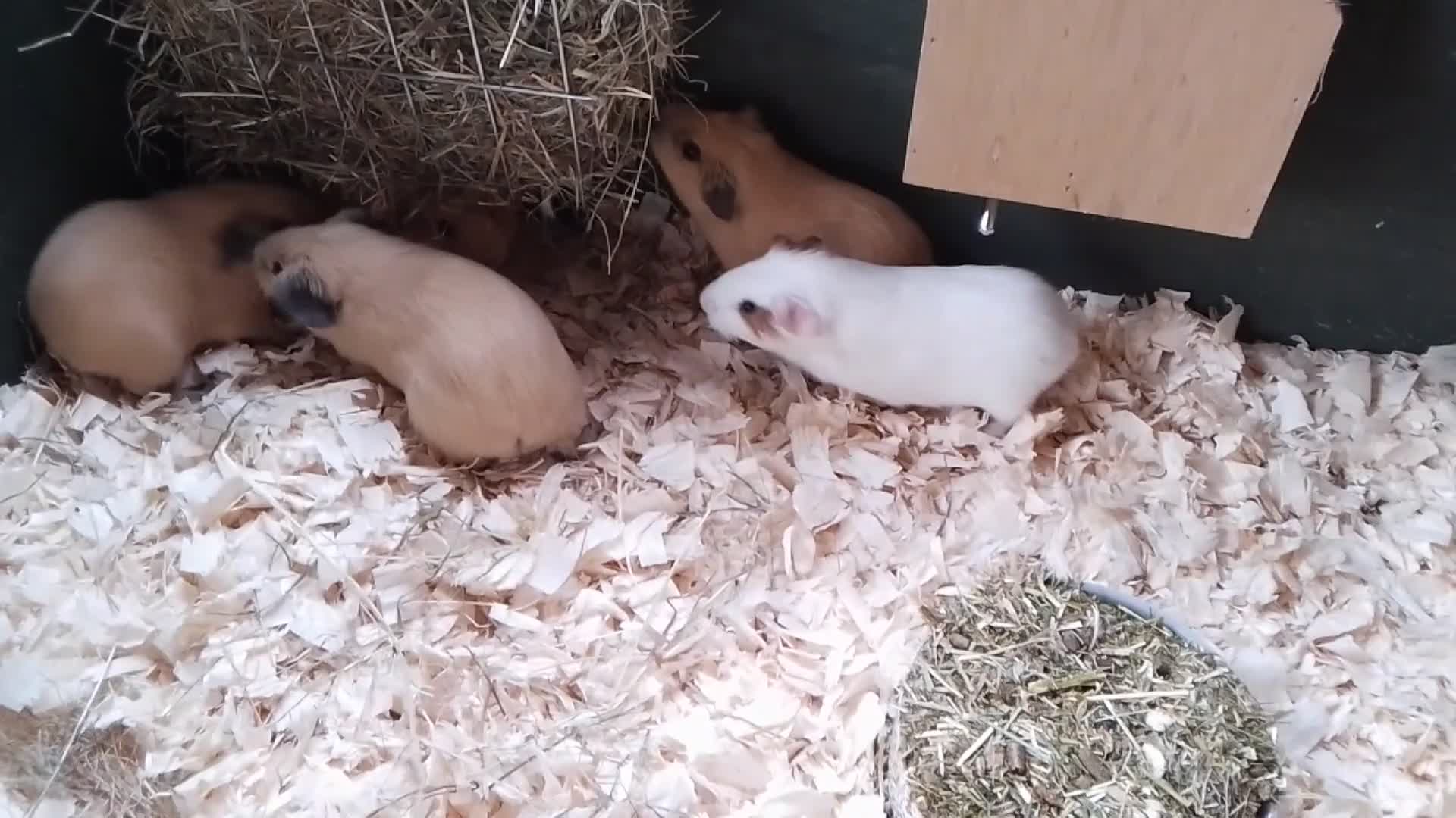 Guinea Pig rodents for sale: Himalayans Sows and California boys  - Video 1