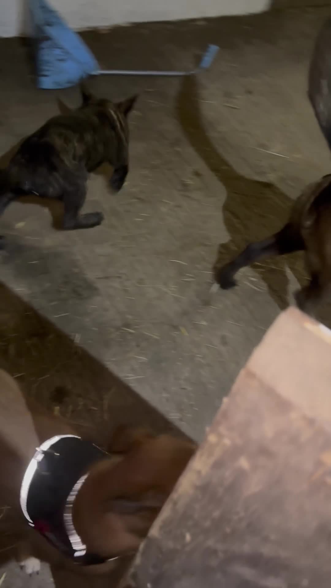 Belgian Shepherd Dog dogs for sale: 8week Dutch herder puppy  - Video 1