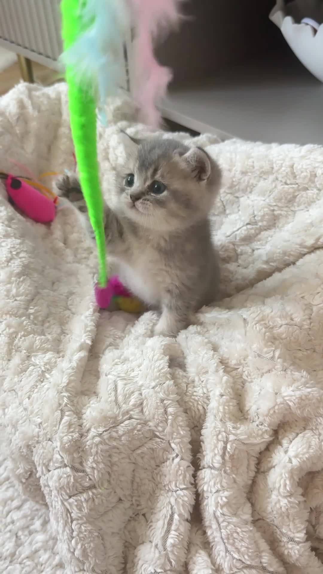 British Shorthair cats for sale: British shorthair female kitten - Video 1