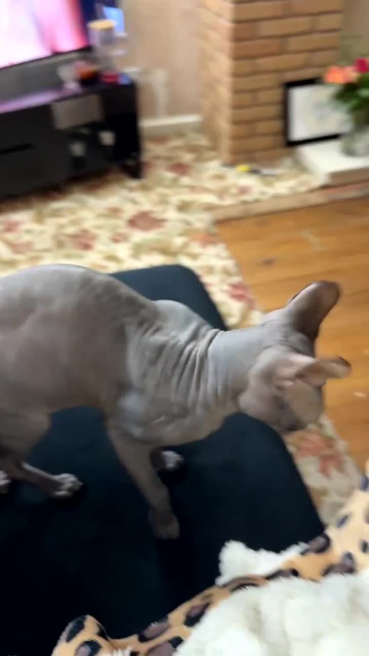 Sphynx cats for sale: Beautiful male sphynx - Video 2