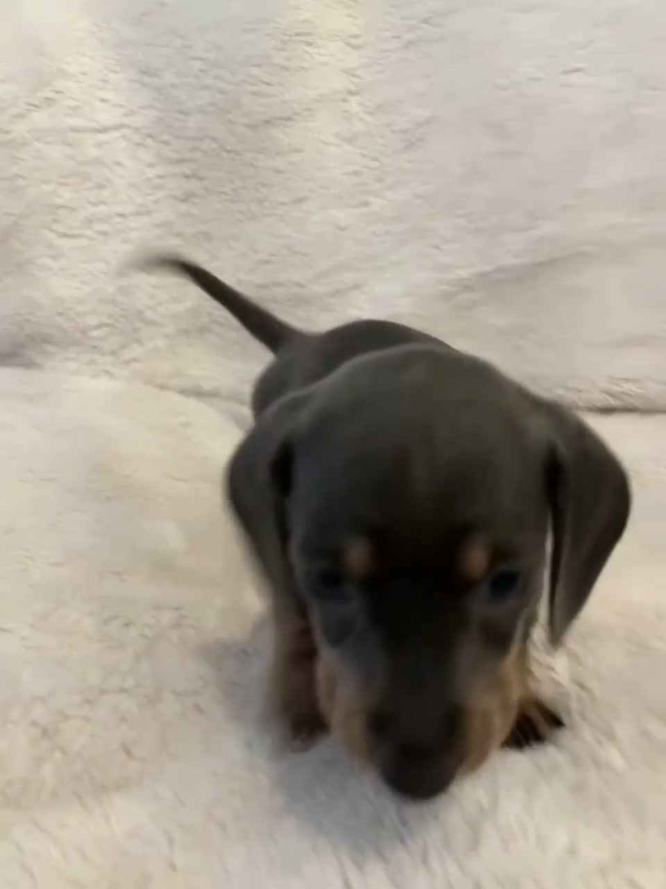 Miniature Dachshund dogs for sale: KC Registered Mini Dachunds Blues and Isabelle’s - Video 2