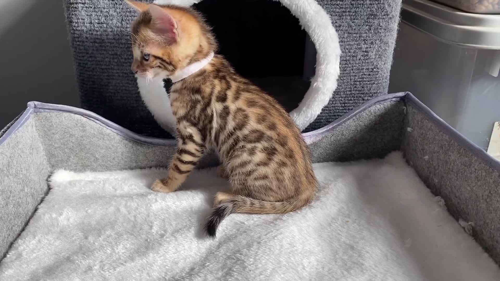 Bengal cats for sale: ⭐️ 1 LEFT!! - STUNNING TICA REG BENGAL CUBS ⭐️ - Video 2