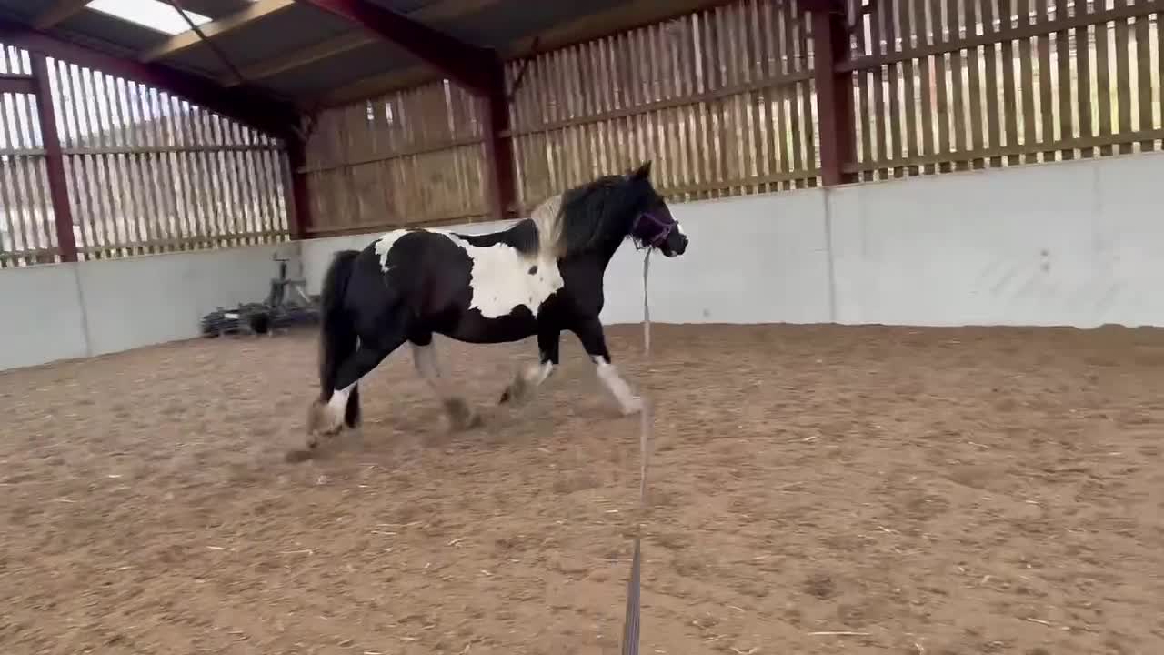 English Warmblood horses for sale: Smartie - Video 2