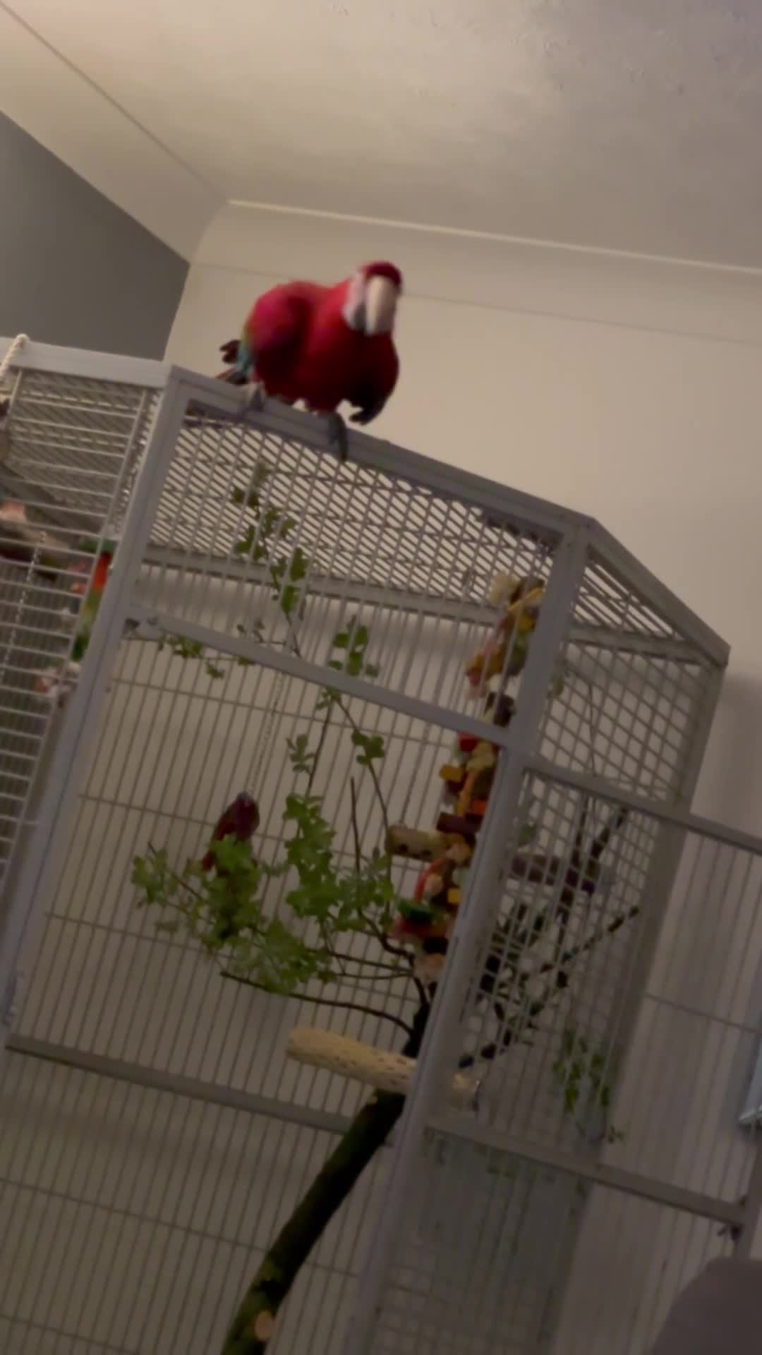 Macaws birds for sale: Beautiful Green Winged Macaw - Video 1