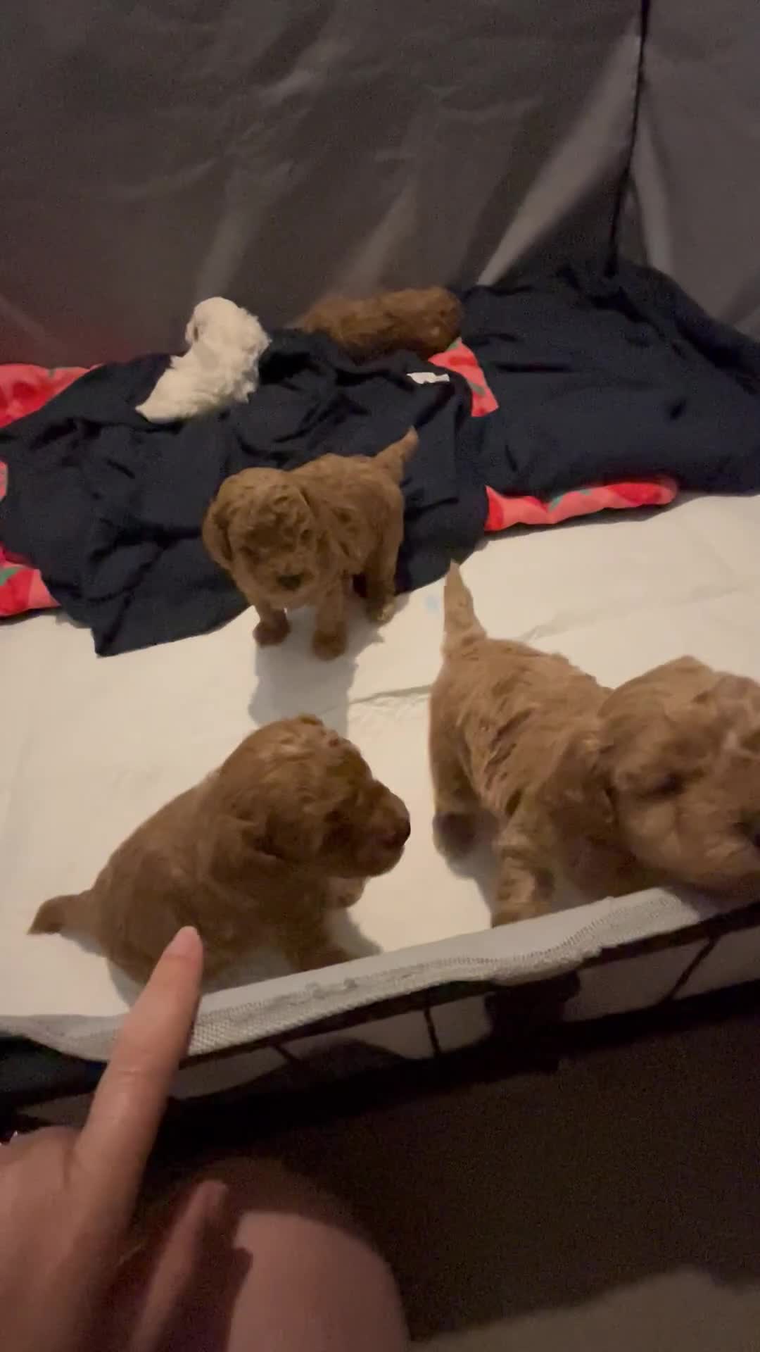 Cavapoo dogs for sale: Beautiful tiny f1bb cavapoo puppies PRA clear - Video 2