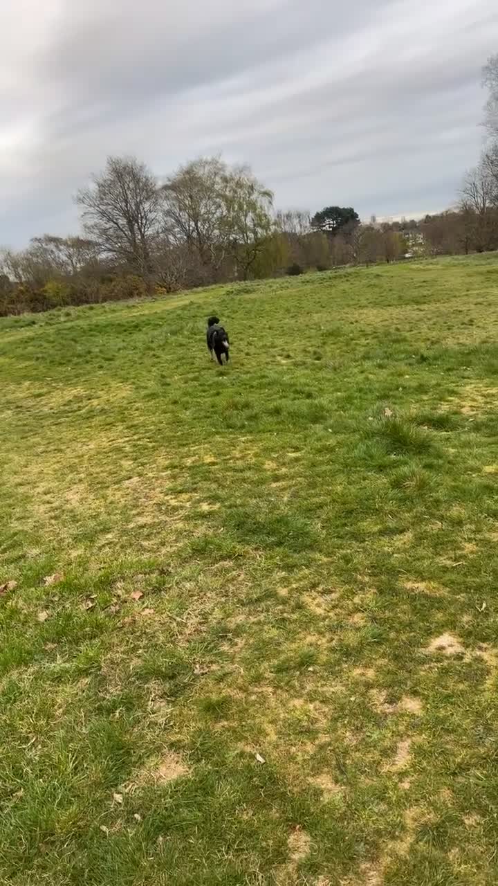 Mixed Breed dogs for sale: German shepherd X Akita 7 month old puppy  in Birmingham - Video 1