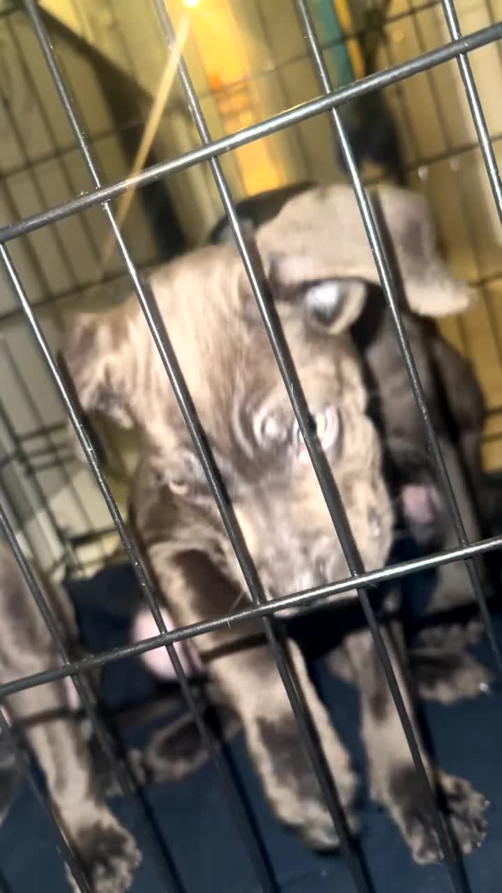 Cane Corso dogs for sale: Cane corso puppies - Video 5