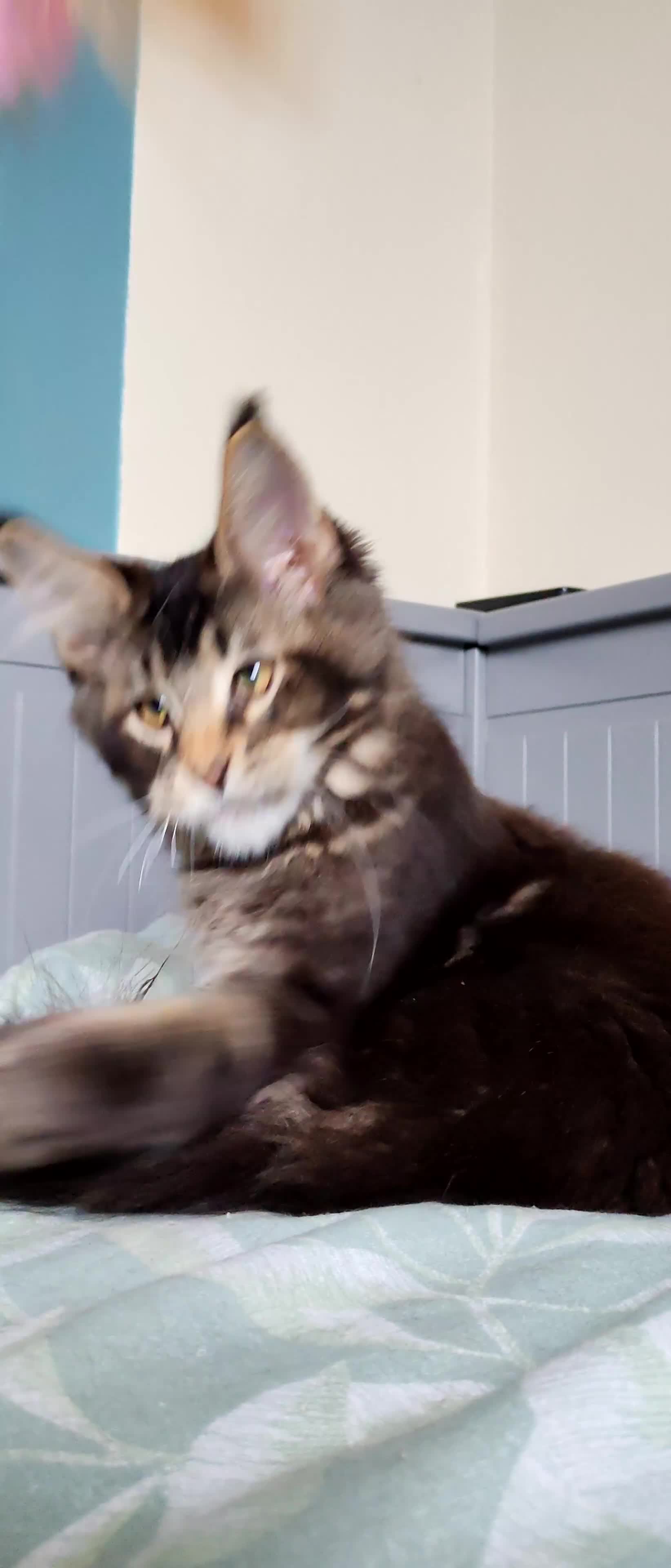 Maine Coon cats for sale: Leo Alexander TitaniumCat - Maine coon kitten 😍  - Video 1