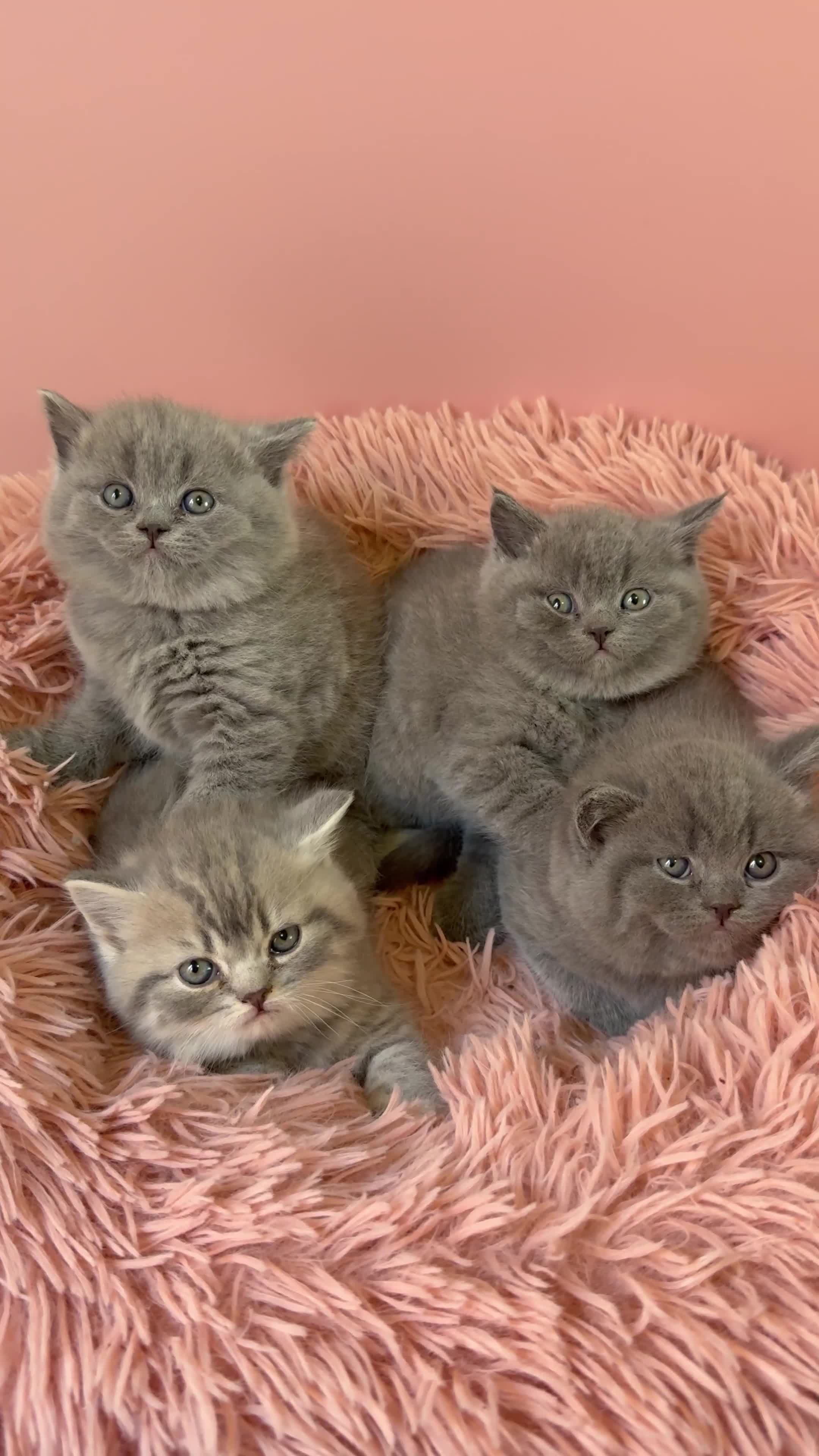 British Shorthair cats for sale: BRITISH SHORTHAIRS - Video 1