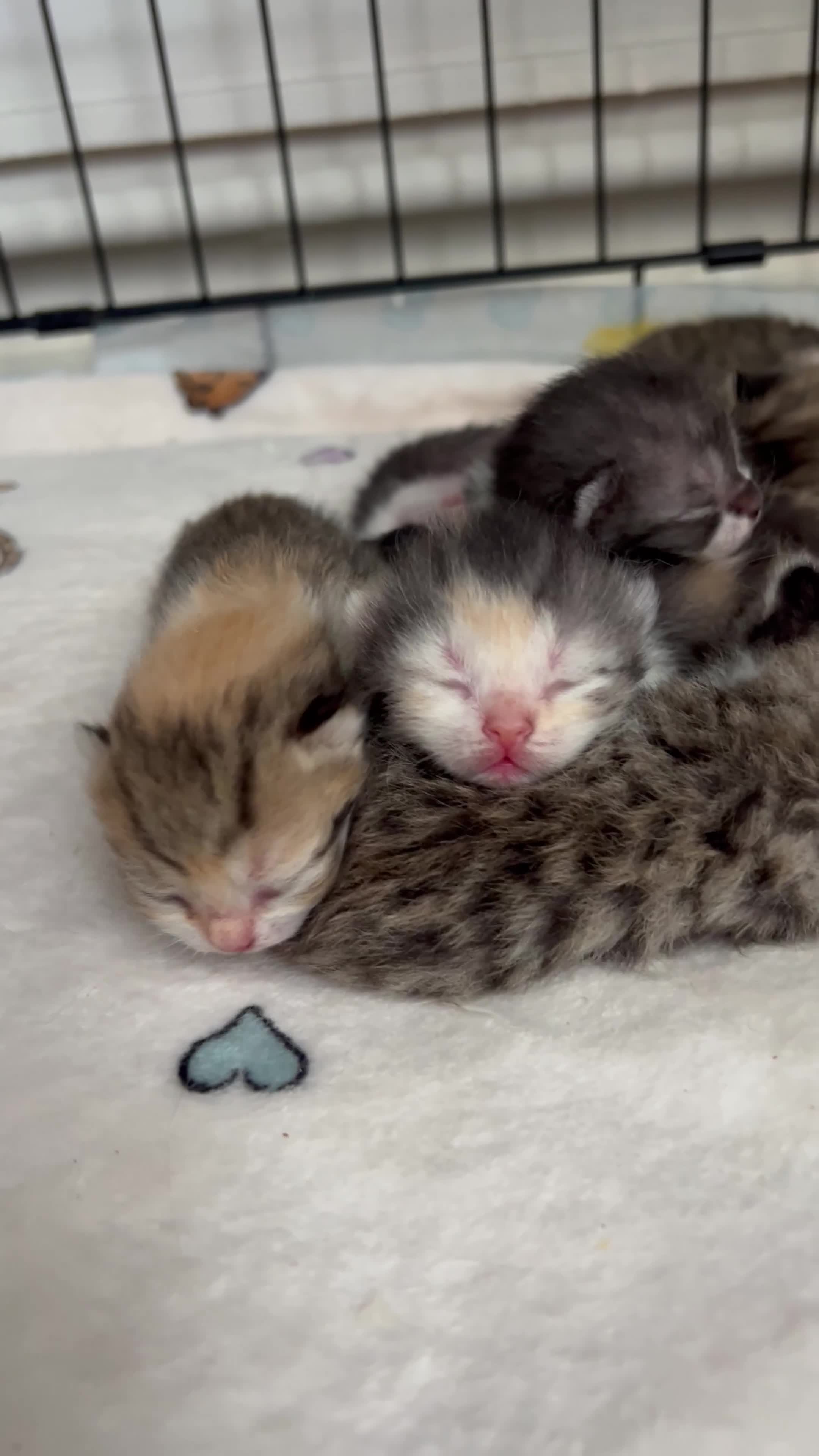 British Shorthair cats for sale: Beautiful British short hair kittens - Video 3
