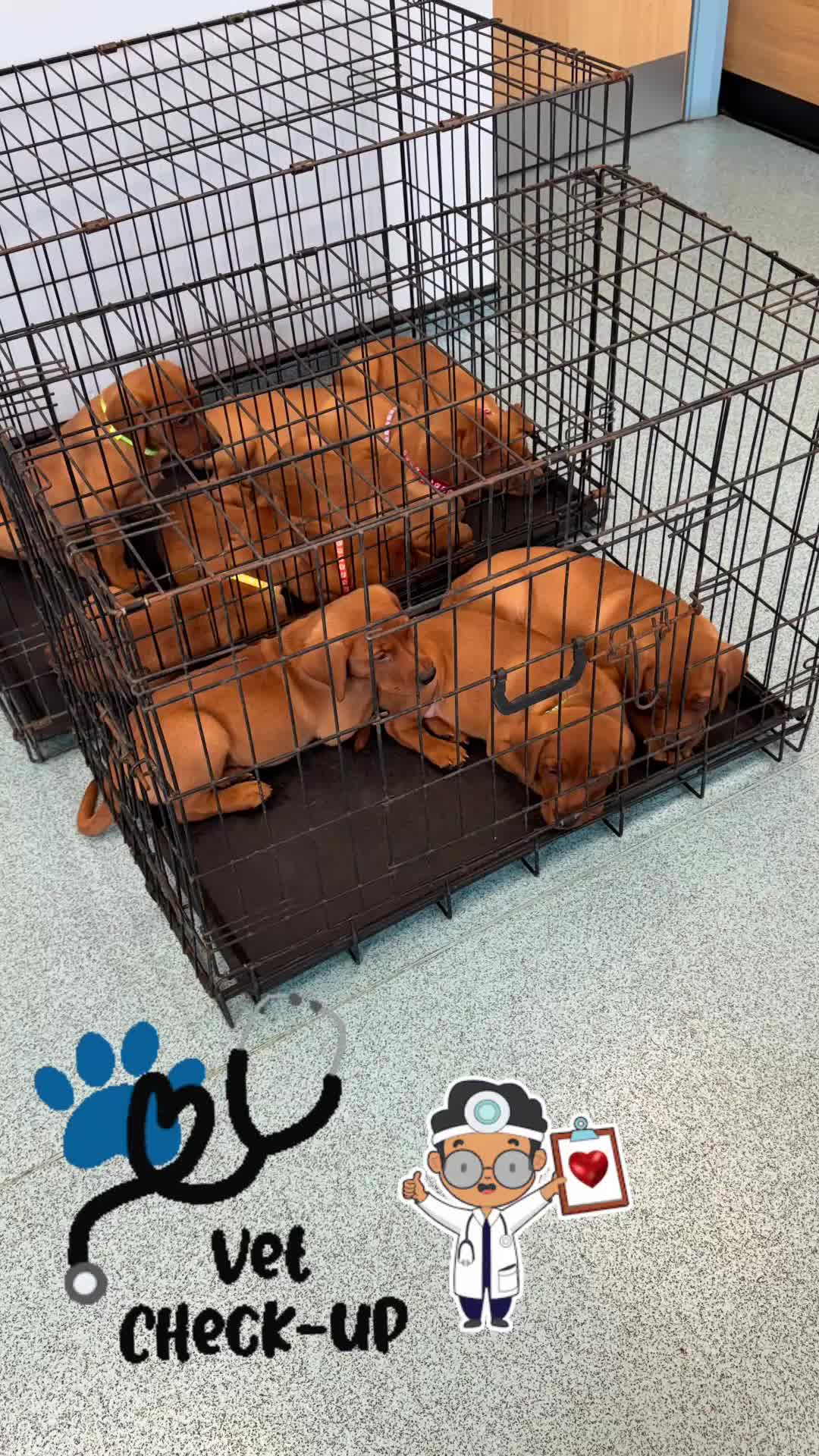 Labrador Retriever dogs for sale: Ready to leave, KC Labrador litter, boys & girls  - Video 1