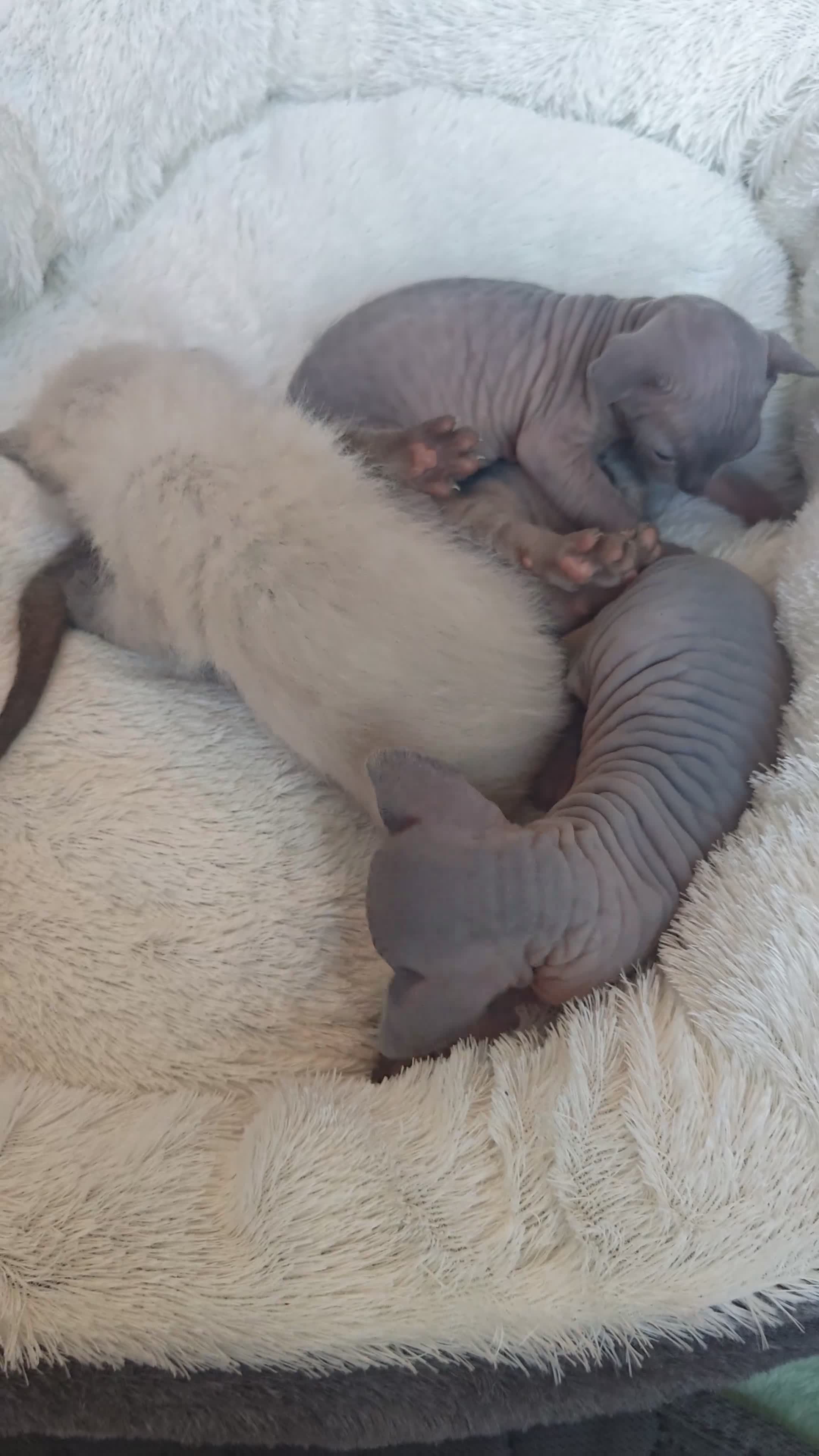 Mixed Breed cats for sale: Beautiful Sphynx x ragdoll kittens  - Video 2