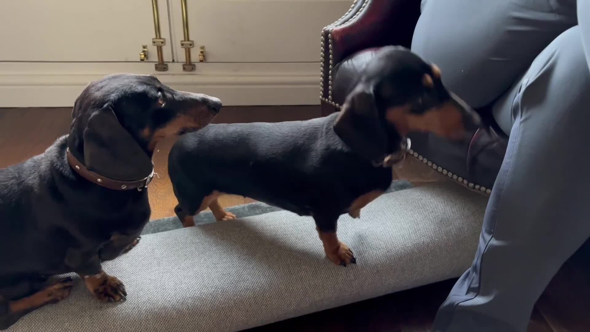 Miniature Dachshund dogs for sale: Miniature Dachshund, London, KC Registered - Video 2