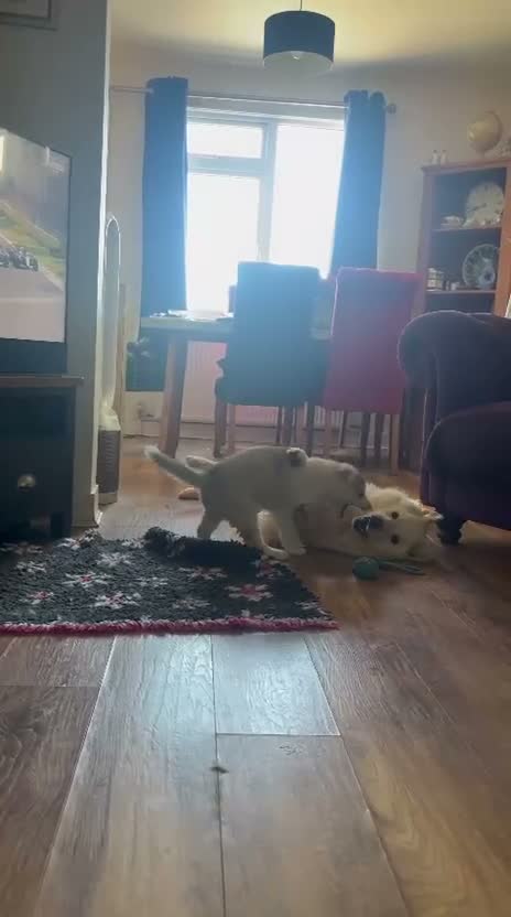 Siberian Husky dogs for sale: Exceptional Siberian Husky x Gsd Puppy - Video 1