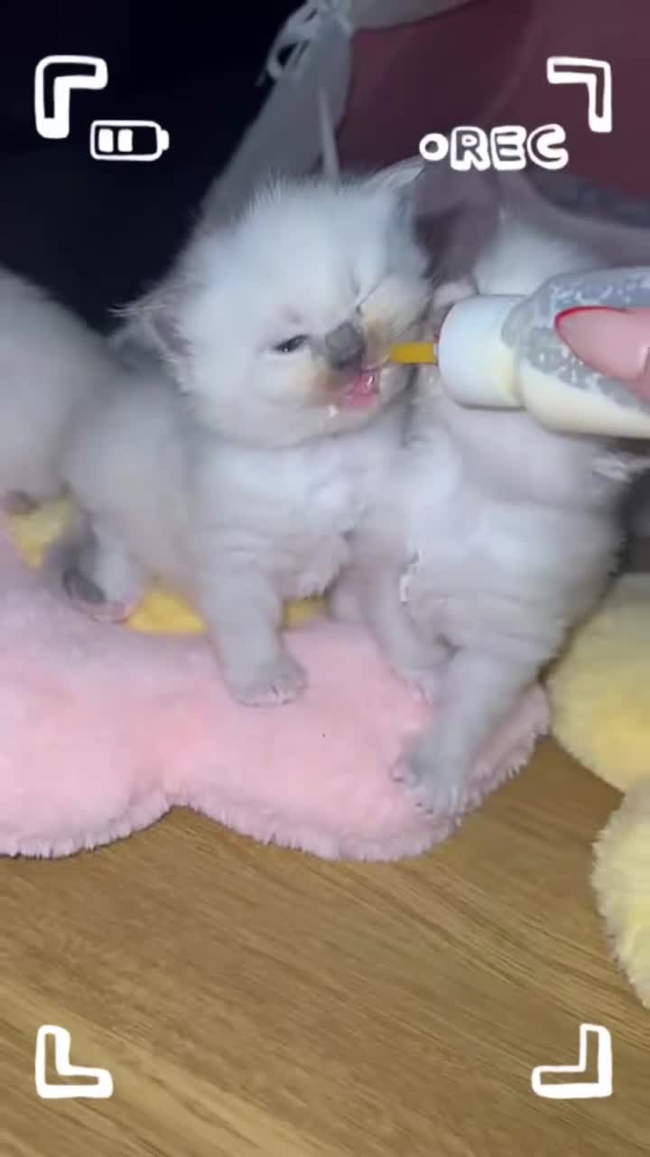 Ragdoll cats for sale: Ragdoll kittens available  - Video 4