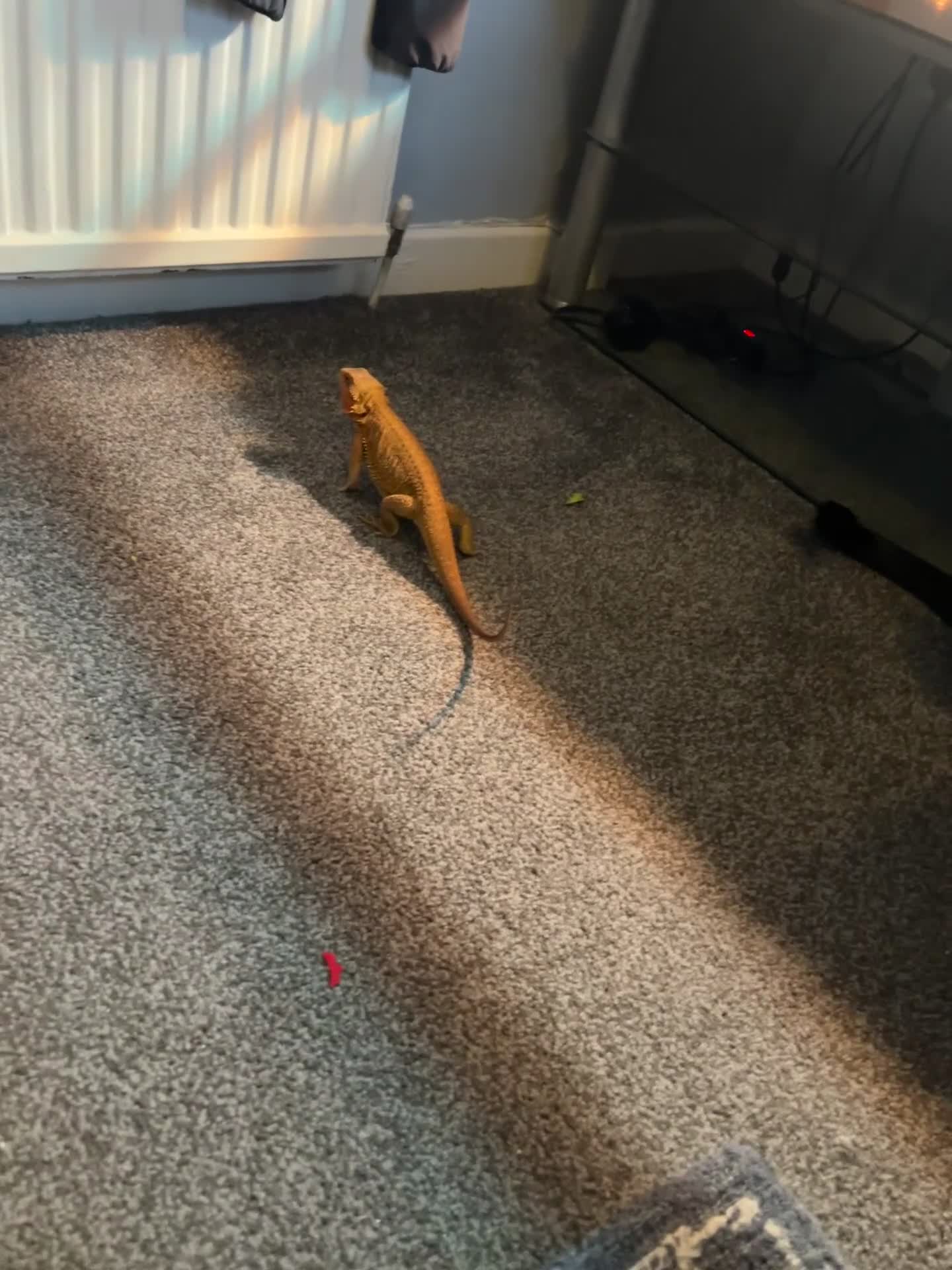 Bearded Dragon reptiles for sale: Bearded Dragon - Full Setup Included 🦎❤️ - Video 1