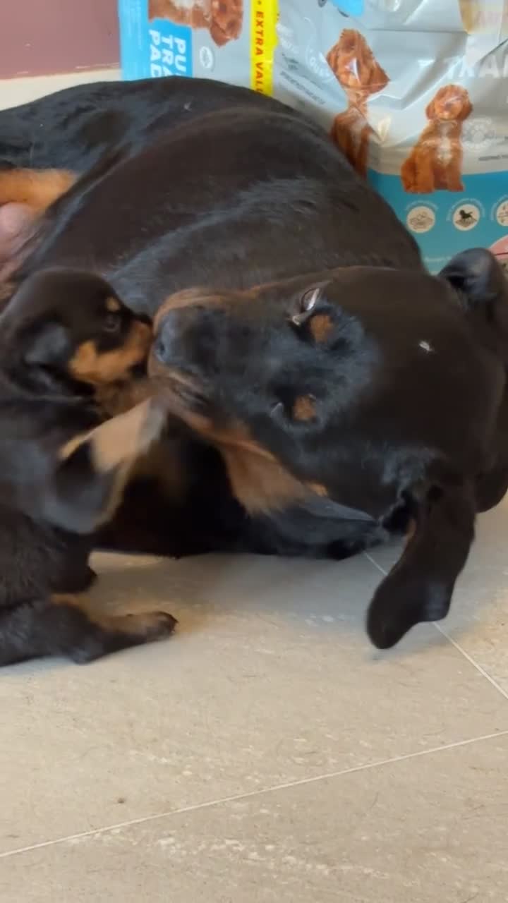 Rottweiler dogs for sale: Gorgeous girl Rottie pups - Video 2