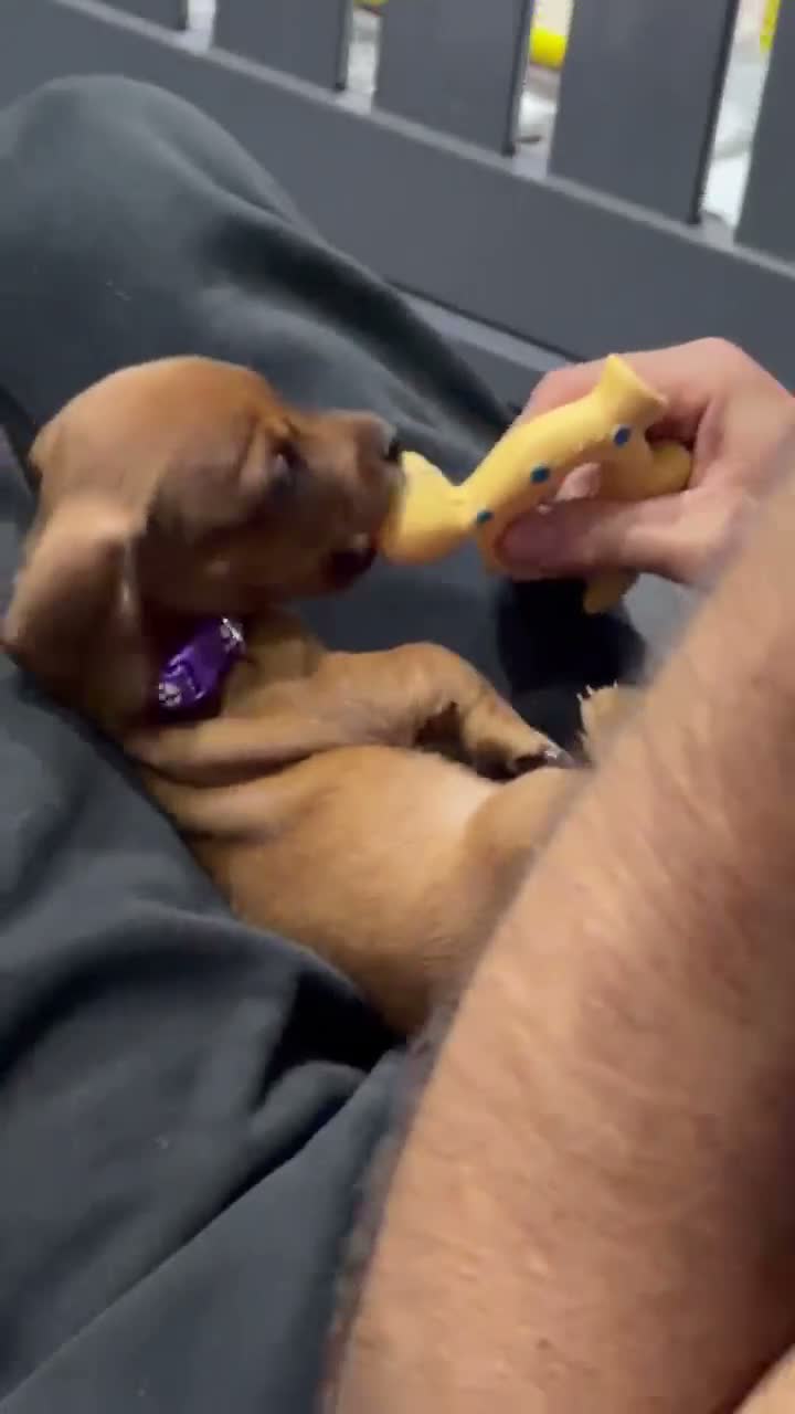 Dachshund dogs for sale: dachshund puppies For sale *1 BOY LEFT purplecol*  - Video 2