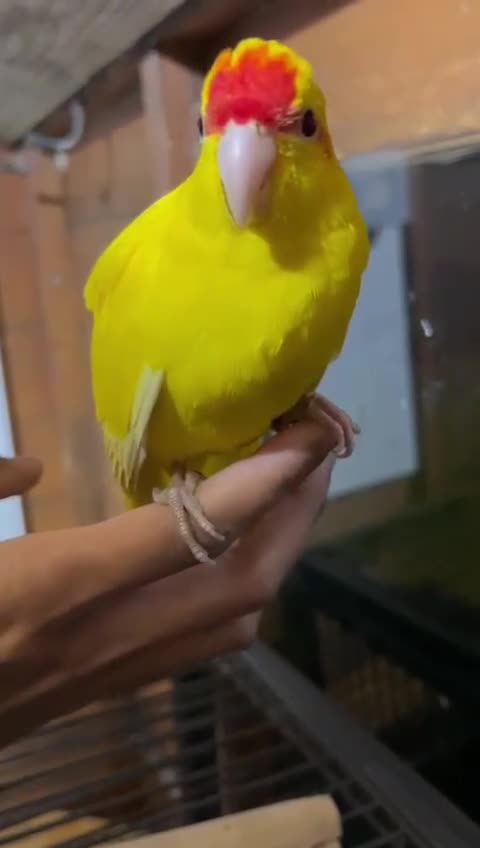 Parrots birds for sale: Beautiful Adorable Kakariki Talking Parrots - Video 1