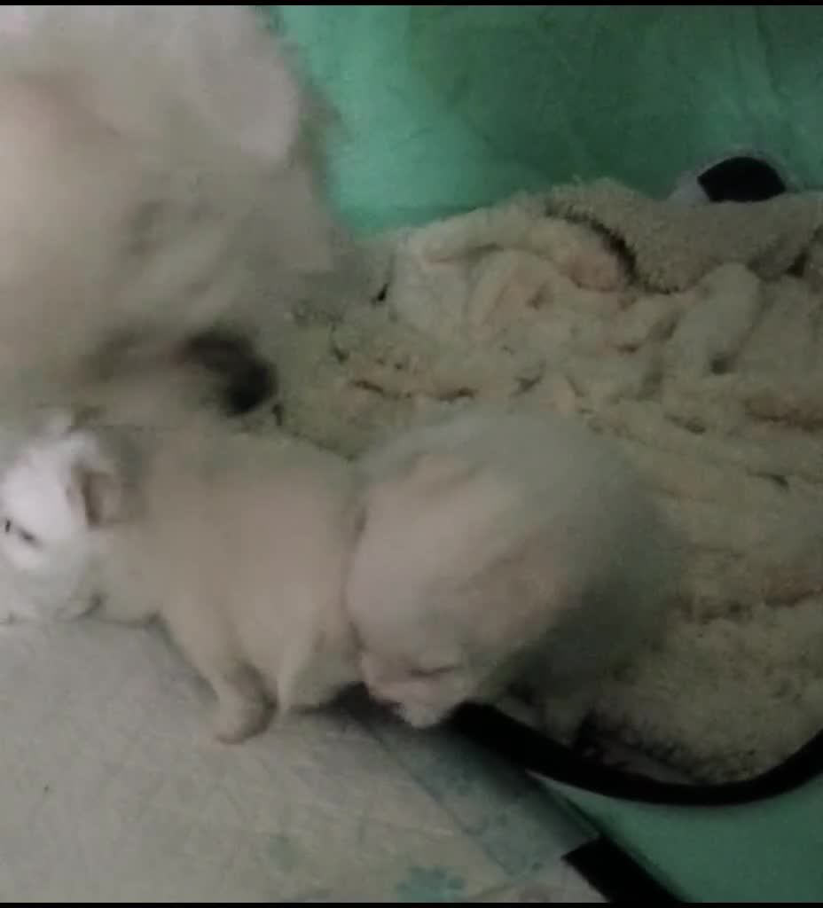 Maltese dogs for sale: Korean line Maltese puppies - Video 3