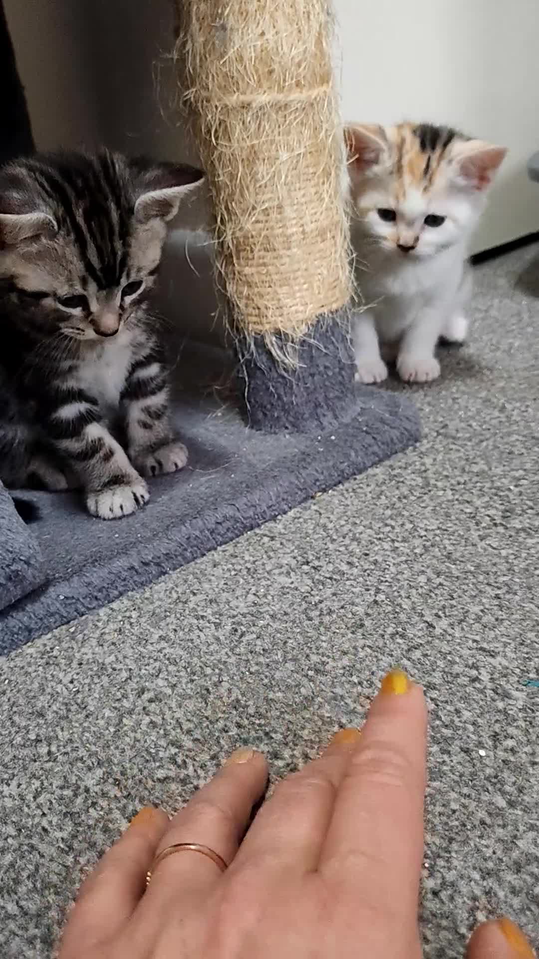 Mixed Breed cats for sale: Cute Bengal mix Kittens looking for loving homes🐱 - Video 3