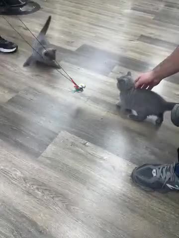 Brazilian Shorthair cats for sale: British shorthair blue kittens -microhipped&health - Video 2