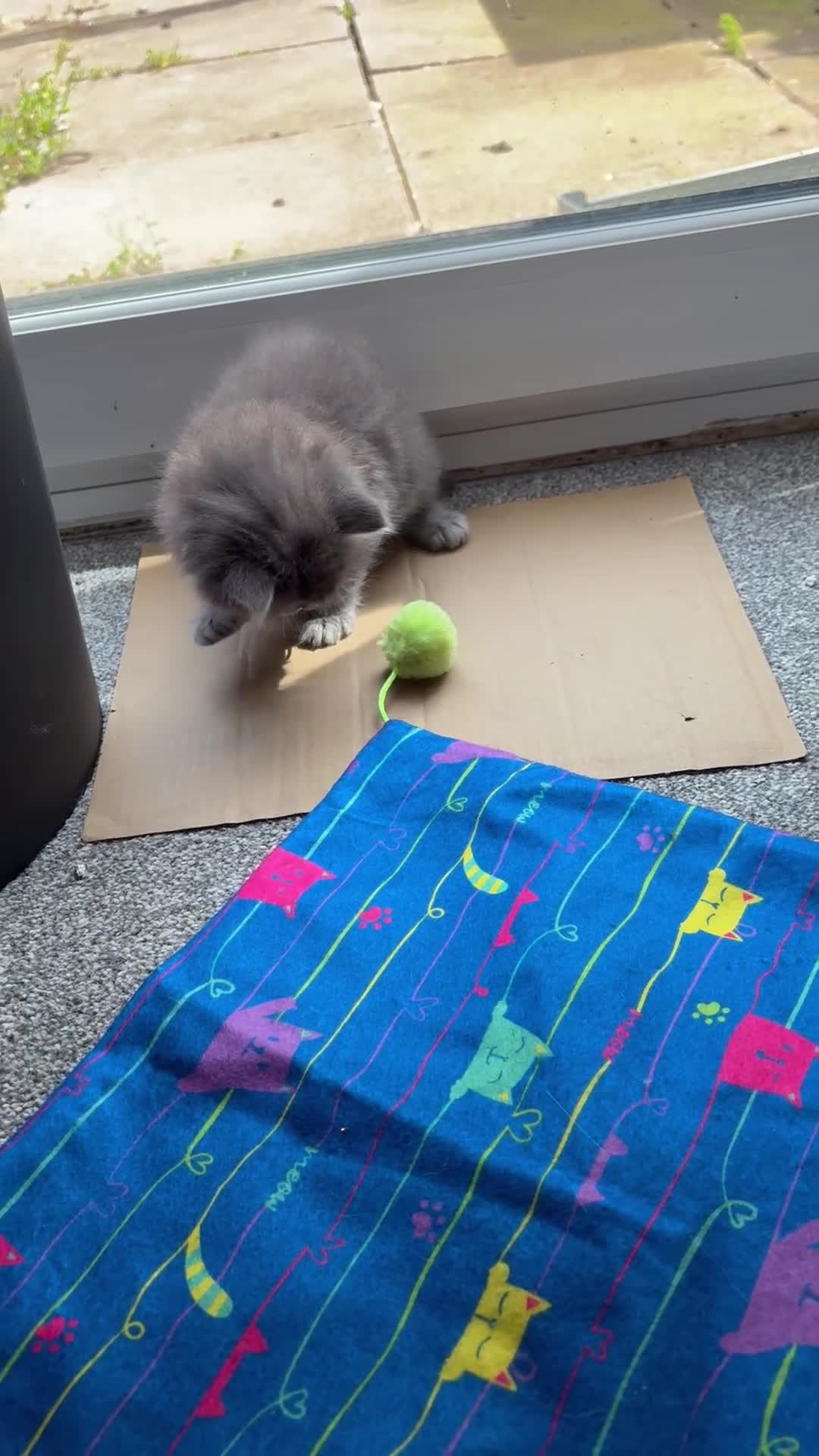 Domestic Shorthair cats for sale: One male kitten  - Video 1