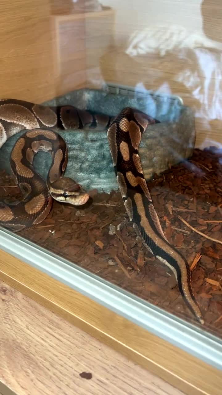 Python Snake reptiles for sale: Royal python - Video 2