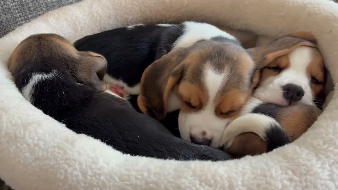 Beagle dogs for sale: Exceptional KC Beagle puppies  - Video 2