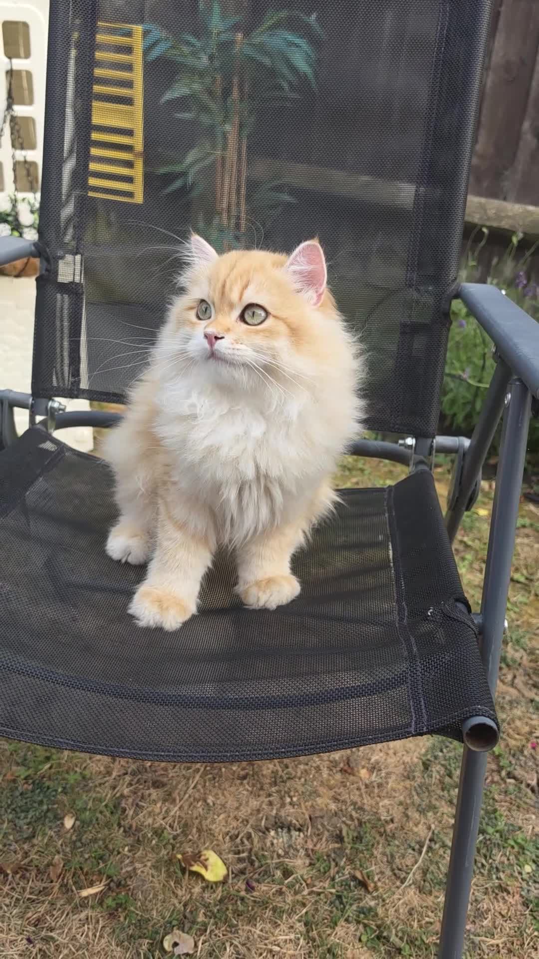 British Longhair cats for sale: British Longhair WCF Champion Kittens ⭐  - Video 4