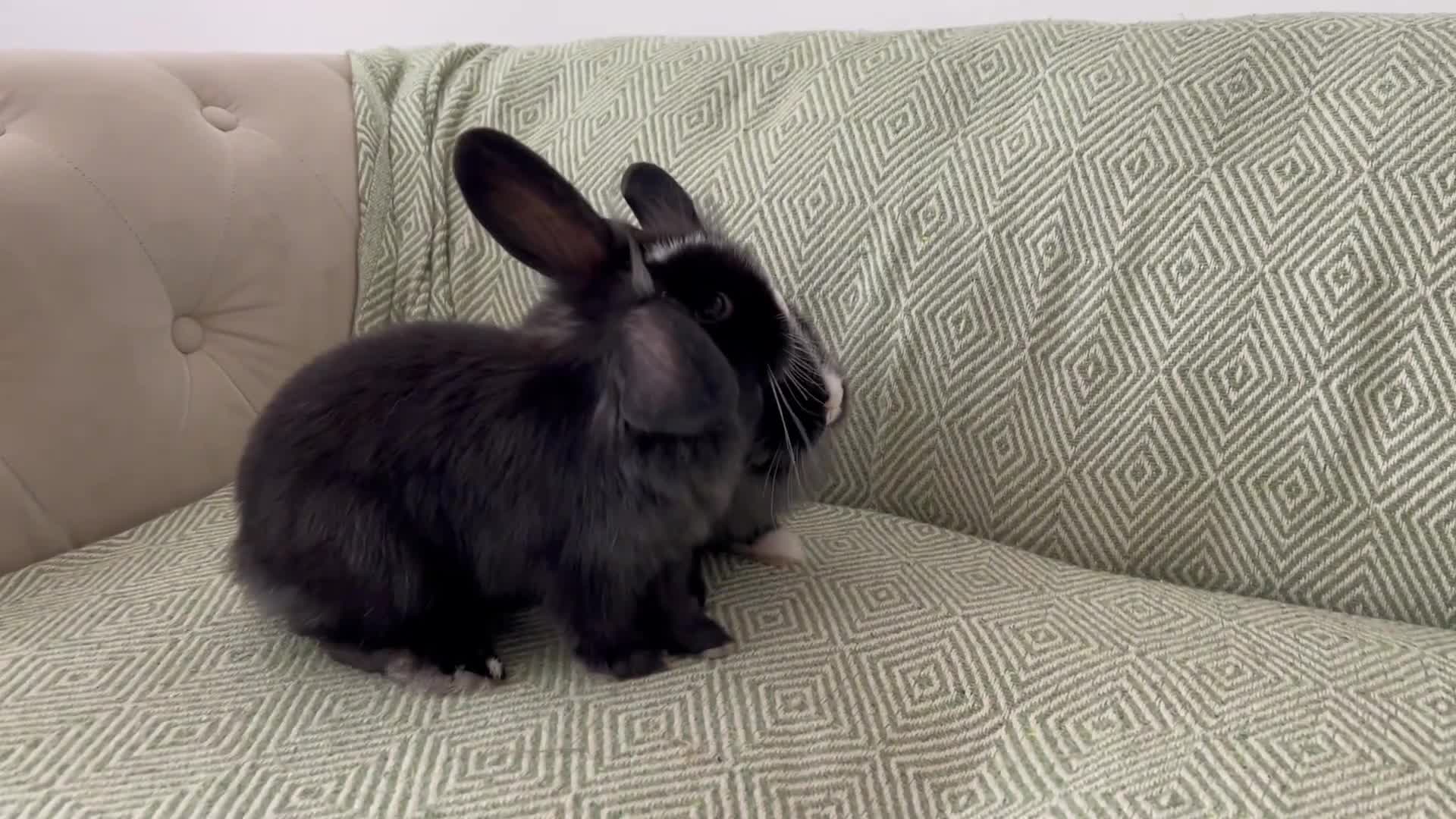 Mini Lion Lop rabbits for sale: Adorable Mini Lion Lops - Video 3