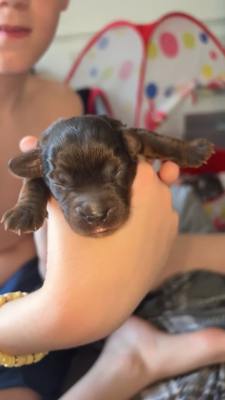 Cocker Spaniel dogs for sale: Cocker spaniel pups in Harlow - Video 3