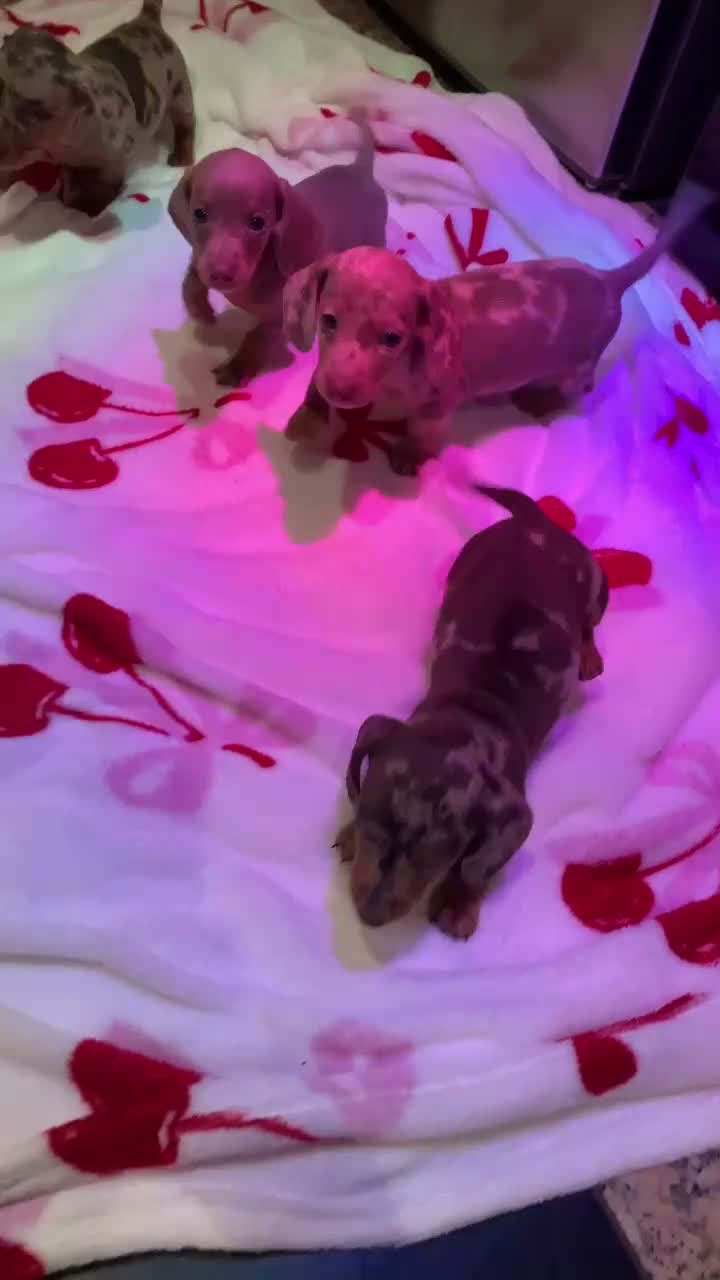 Dachshund dogs for sale: Dachshund puppy’s  in Liverpool - Video 2